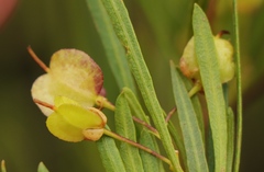 Dodonaea viscosa angustifolia