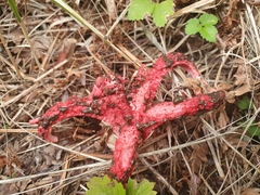 Clathrus archeri