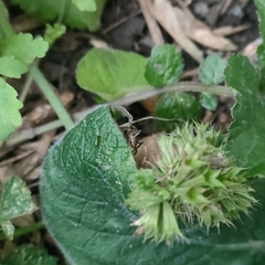 Pisaura