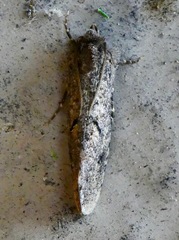 Acrolophus kearfotti