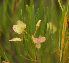 Dodonaea viscosa angustifolia