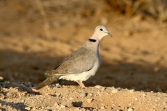 Streptopelia capicola