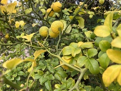 Citrus trifoliata