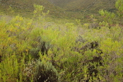 Dodonaea viscosa angustifolia