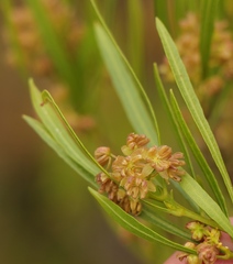 Dodonaea viscosa angustifolia