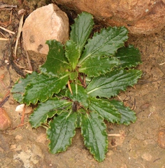 Berkheya carlinoides