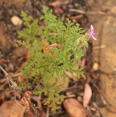 Pelargonium quercifolium