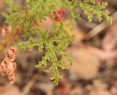 Pelargonium quercifolium