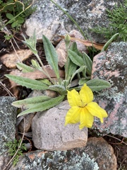 Goodenia robusta
