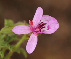 Pelargonium quercifolium