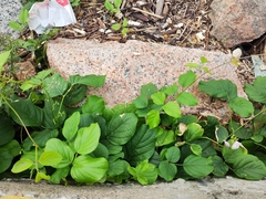 Pueraria montana