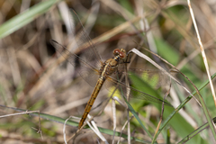 Diplacodes haematodes