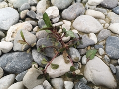 Veronica anagallis-aquatica