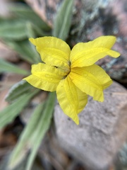 Goodenia robusta