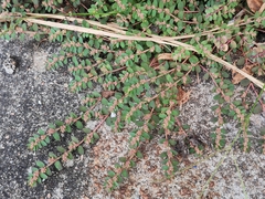 Euphorbia thymifolia
