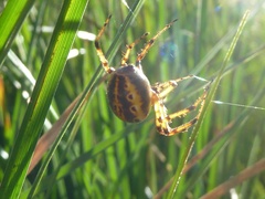 Alpaida veniliae