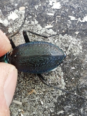 Carabus intricatus