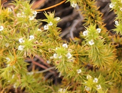 Muraltia ericifolia