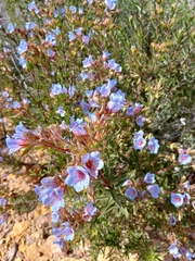 Lobostemon fruticosus