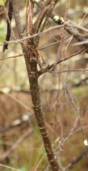 Heteromorpha arborescens