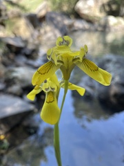 Moraea huttonii