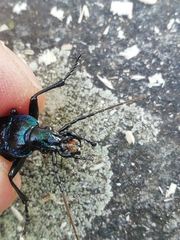 Carabus intricatus