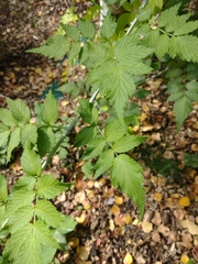 Rubus rosifolius