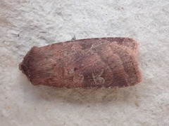 Diarsia rubi