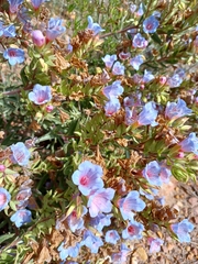 Lobostemon fruticosus