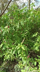 Phytolacca heterotepala