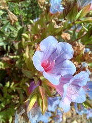 Lobostemon fruticosus