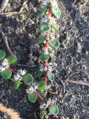 Illecebrum verticillatum