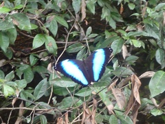 Morpho deidamia