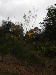 Handroanthus chrysotrichus