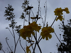 Handroanthus chrysotrichus