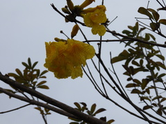 Handroanthus chrysotrichus