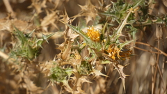 Scolymus hispanicus