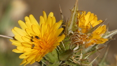 Scolymus hispanicus