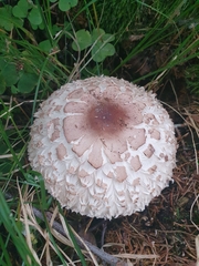 Chlorophyllum olivieri