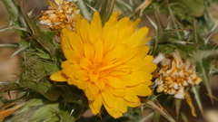 Scolymus hispanicus