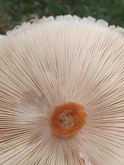 Chlorophyllum olivieri