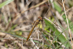 Diplacodes haematodes