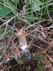 Chlorophyllum olivieri