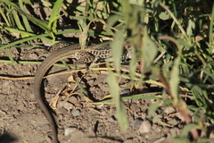 Aspidoscelis tesselatus