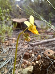 Nemesia calcarata