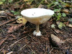 Melanoleuca
