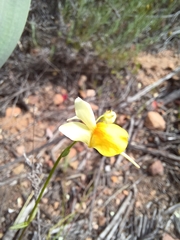 Nemesia calcarata