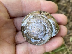 Nesiohelix samarangae
