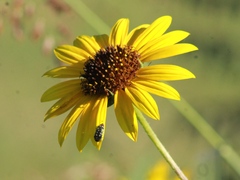 Acmaeodera disjuncta