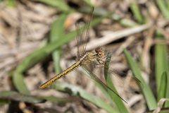 Diplacodes haematodes